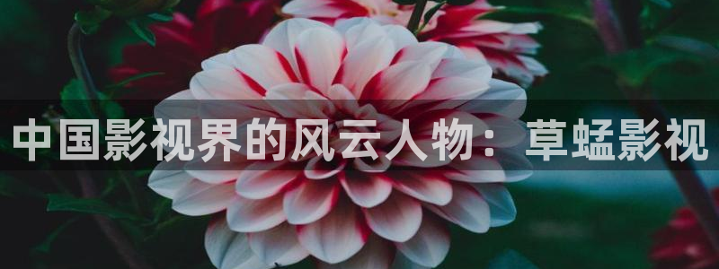 斑马aik